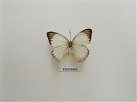 藏品(淡褐脈粉蝶)的圖片